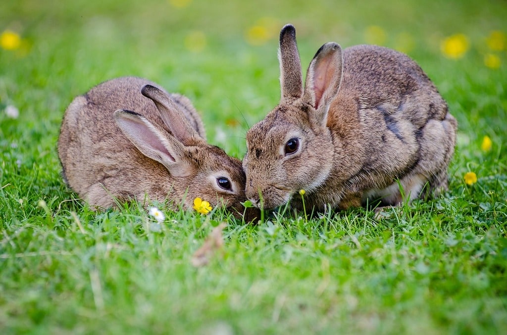 Comment choisir un enclos pour lapin d'extérieur ?