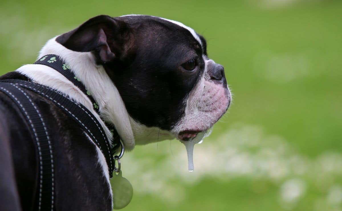 Votre chien bave beaucoup ? Qu